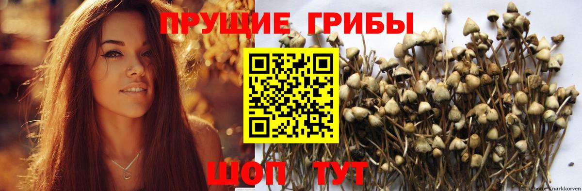 что такое наркотик  Вход с VPN  Бор  Галлюциногенные грибы Cubensis 